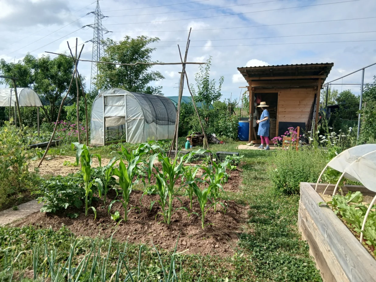 Alatnica, plastenik, visoka gredica povrća, a u pozadini jagodaste voćke/
