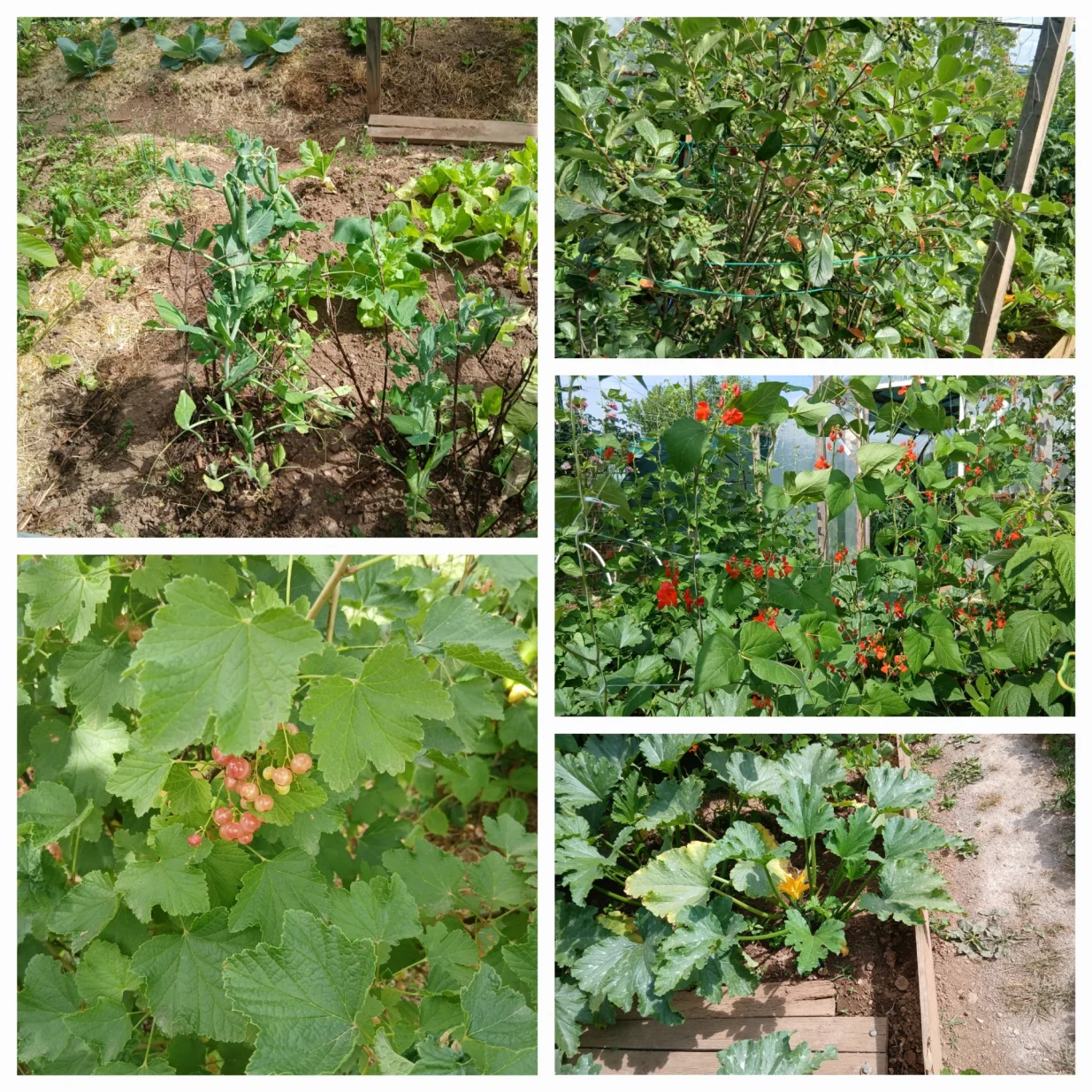 Grašak, salata, aronija, ribizla, visoka boranija i tikvice/