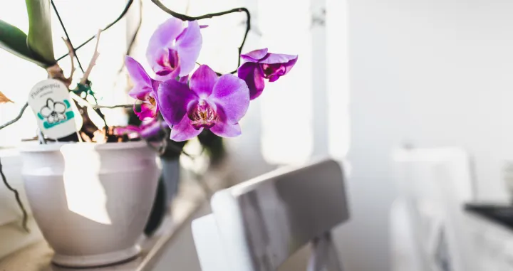 Unesite prirodu unutra/Free Pik