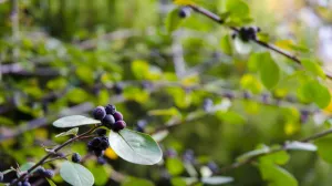 Neizostavna u narodnoj medicini/Free Pik