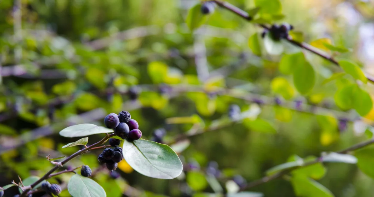 Neizostavna u narodnoj medicini/Free Pik