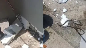 Čapljina, zmije ispd fasade,/Instagram 