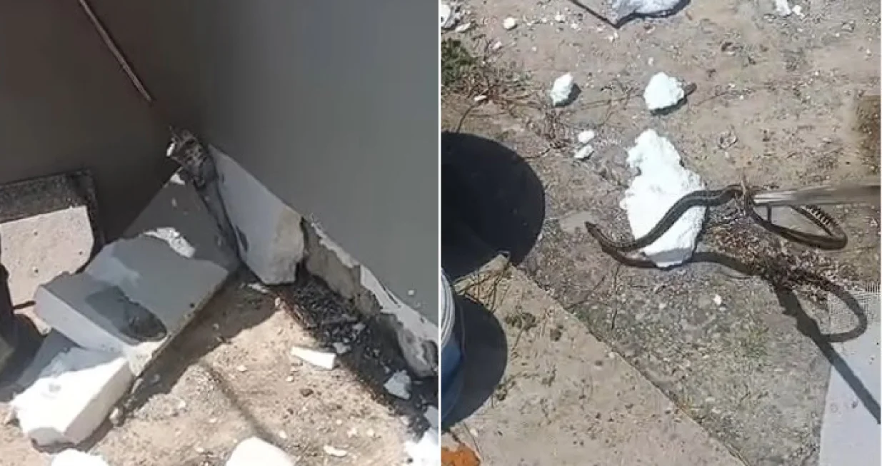 Čapljina, zmije ispd fasade,/Instagram 