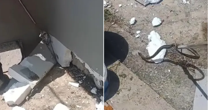 Čapljina, zmije ispd fasade,/Instagram 