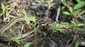 Najefikasnije rješenje protiv zmija/Free Pik