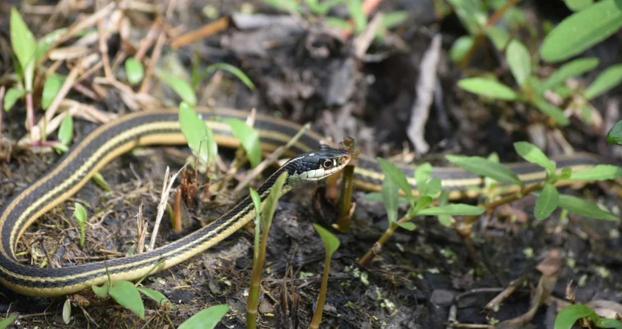 Najefikasnije rješenje protiv zmija/Free Pik