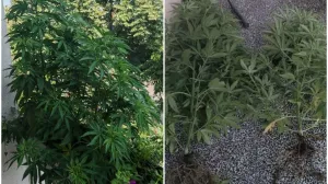 Pronađena droga/PU Banja Luka/