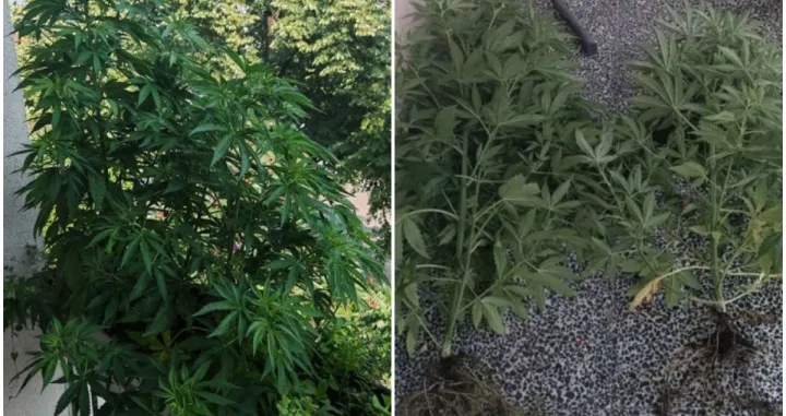 Pronađena droga/PU Banja Luka/