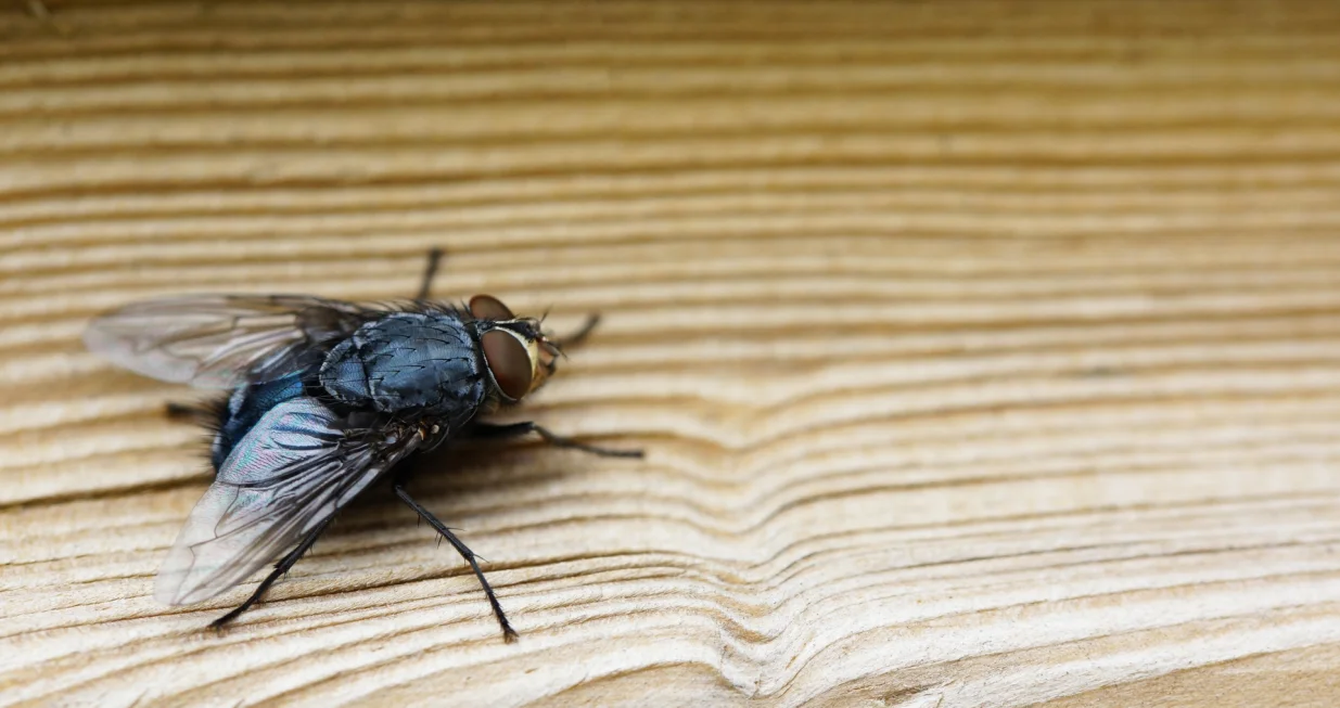 Jeftin trik koji će muhe zauvijek otjerati iz vaše kuće/Freepik