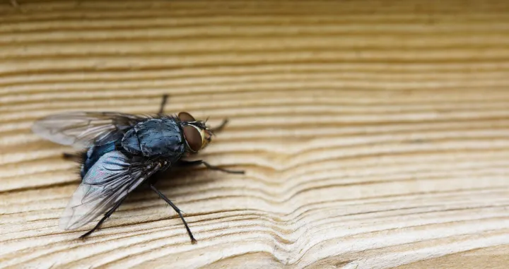 Jeftin trik koji će muhe zauvijek otjerati iz vaše kuće/Freepik