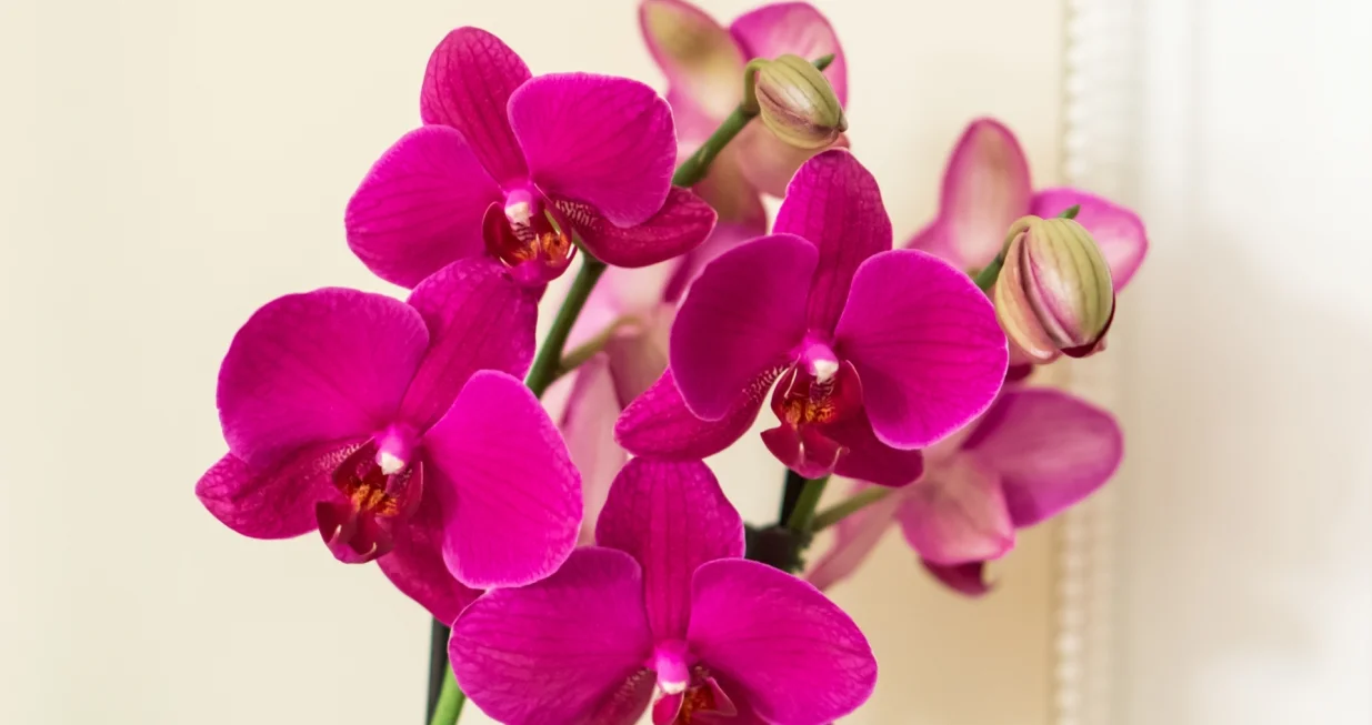 Orhideje vam neće prestati cvjetati/Free Pik