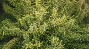 Biljka koja izgleda nevino, ali uništava mir u domu/Free Pik