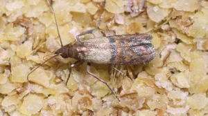 Tiho napadaju vašu garderobu i hranu/Pinterest