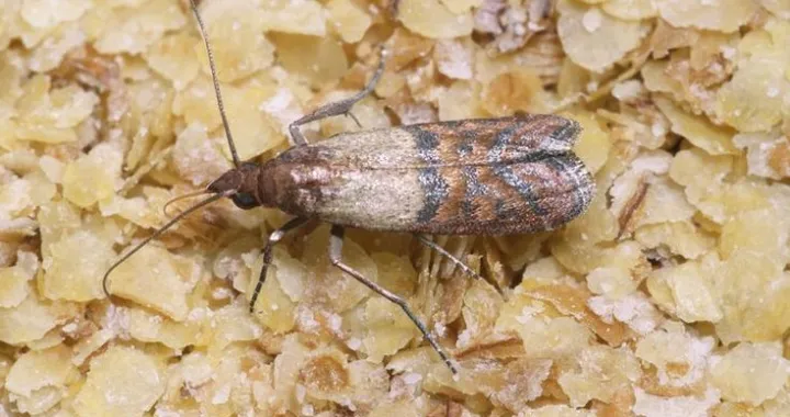 Tiho napadaju vašu garderobu i hranu/Pinterest