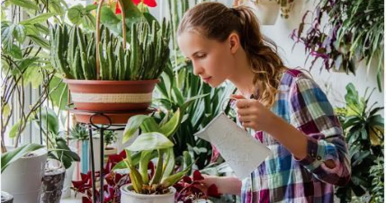 Istraživanje je otkrilo da mnogi ljudi ne mogu razlikovati sobne i vanjske biljke/