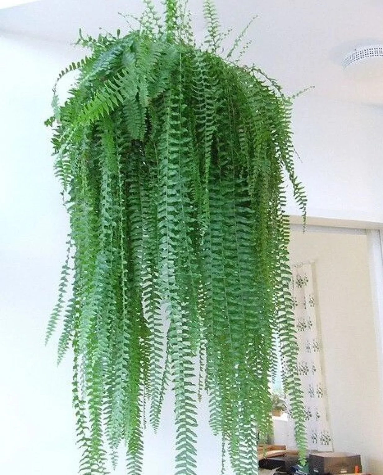 Biljka bostonska paprat/