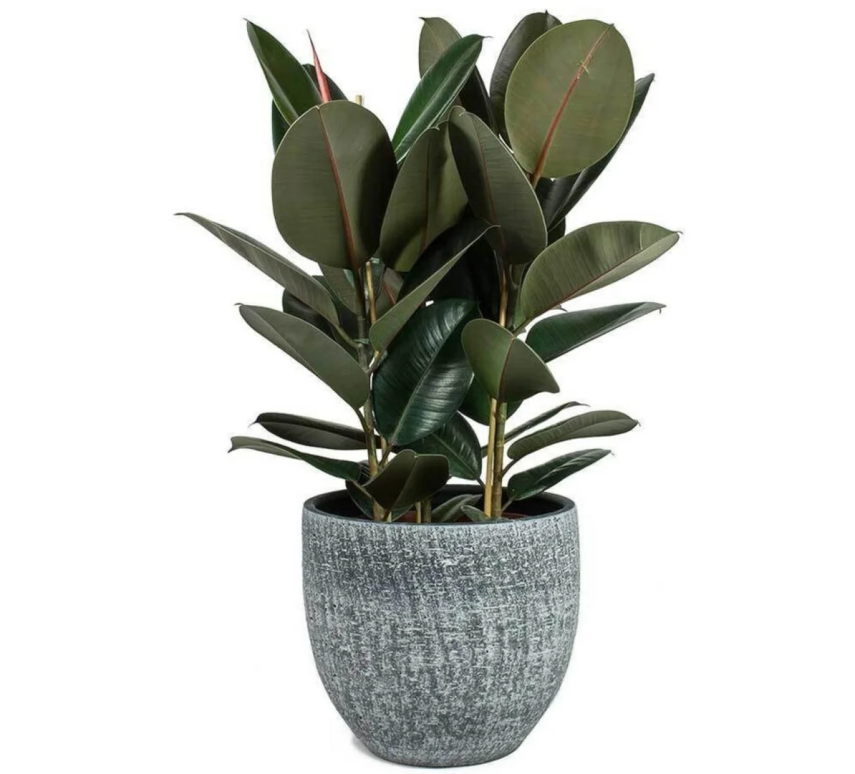 Biljka fikus gumijevac/