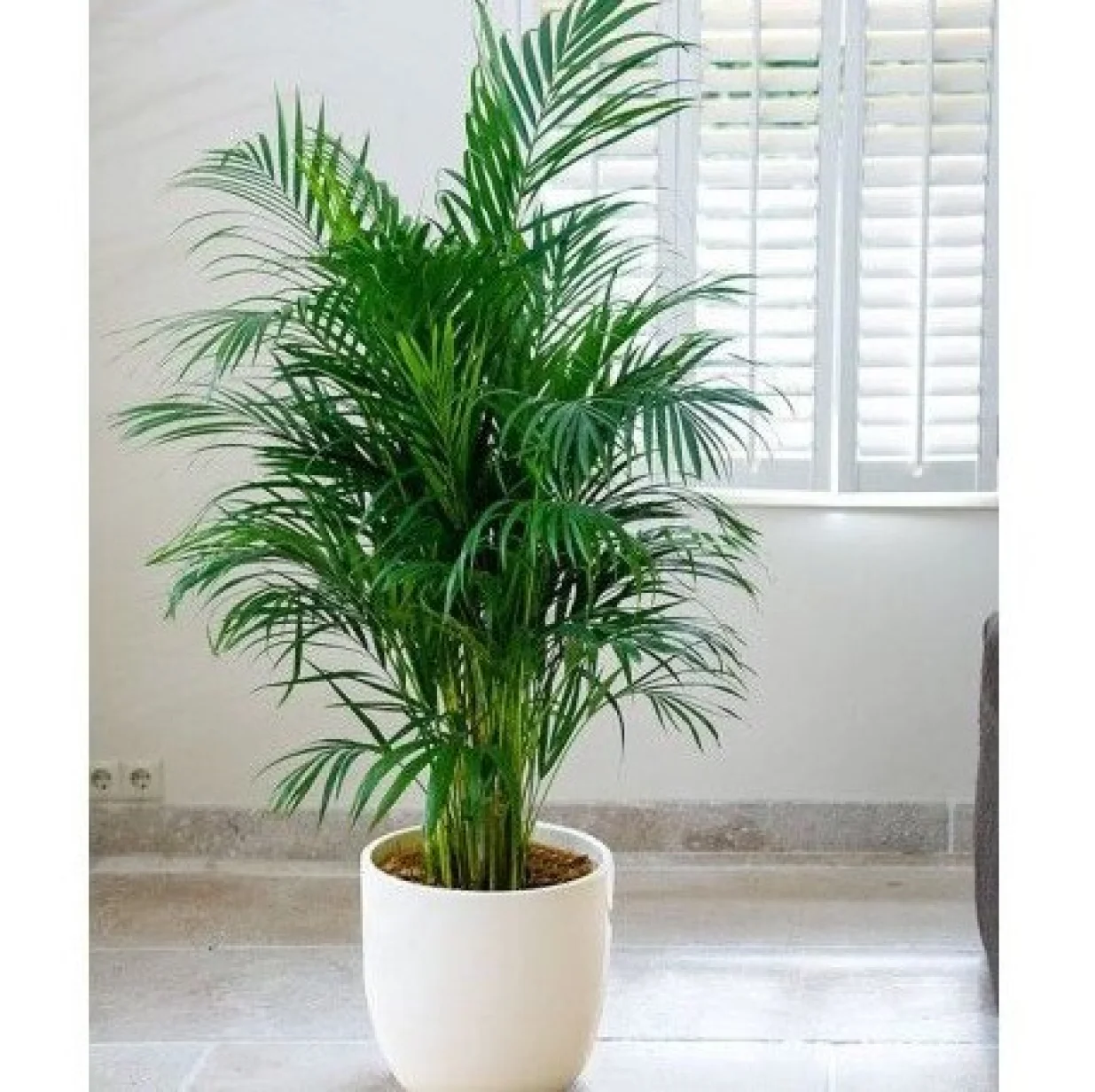 Biljka bambus palma/