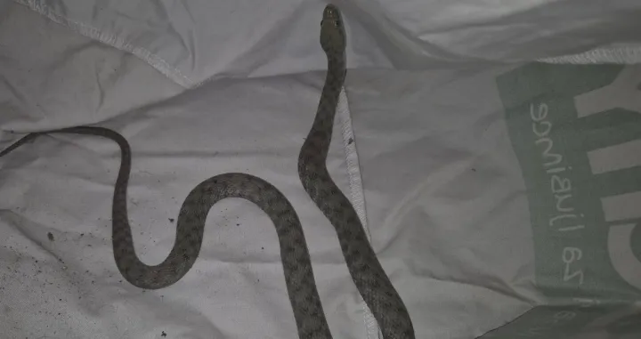 zmija, hotel, zagreb/Facebook