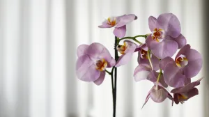 Probajte ovo prije nego što bacite orhideju/Free Pik