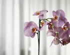 Probajte ovo prije nego što bacite orhideju/Free Pik