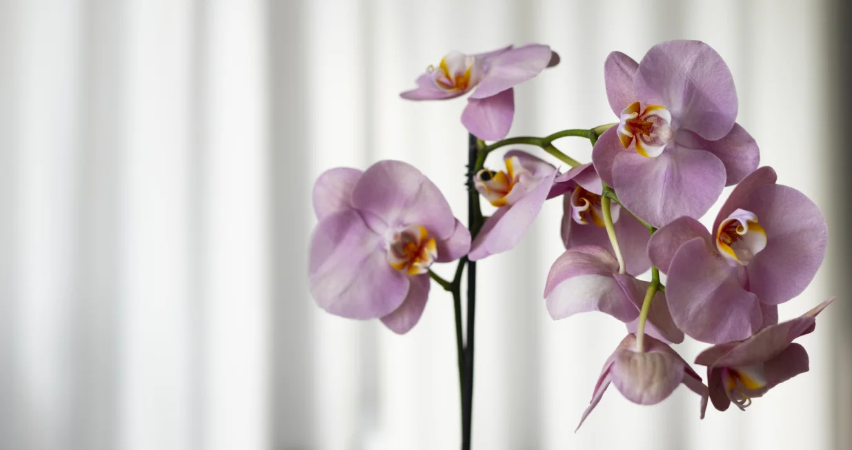Probajte ovo prije nego što bacite orhideju/Free Pik