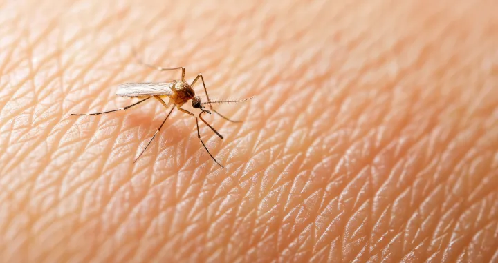 Evo za&scaron;to ste komarcima neodoljivi/Free Pik