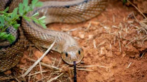 Zmije vole mir i tamu/Free Pik