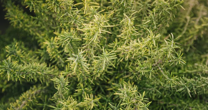 Biljka koja izgleda nevino, ali uništava mir u domu/Free Pik