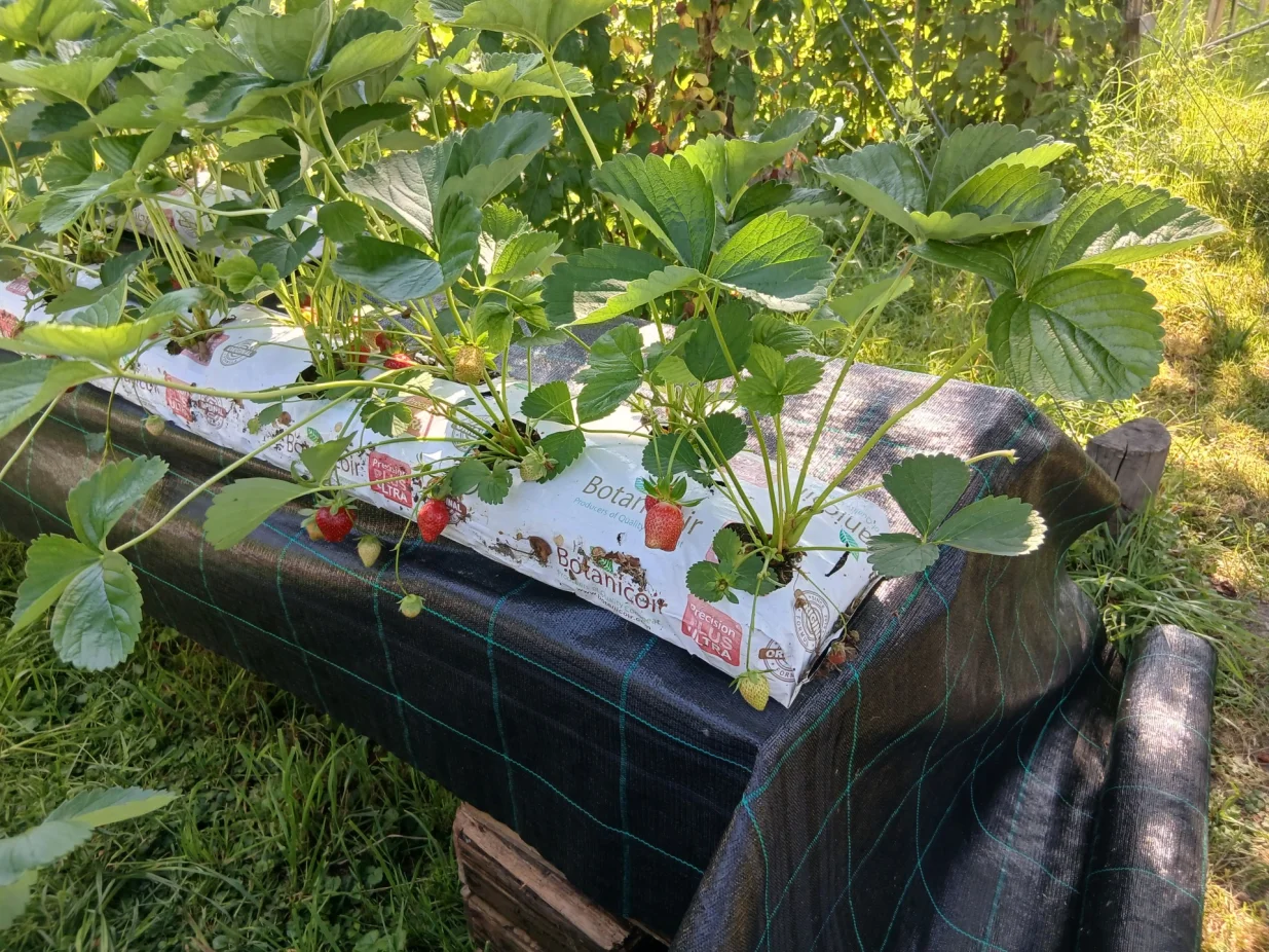 Jagode na visokim gredicama uzgajane u plastičnim vrećama/