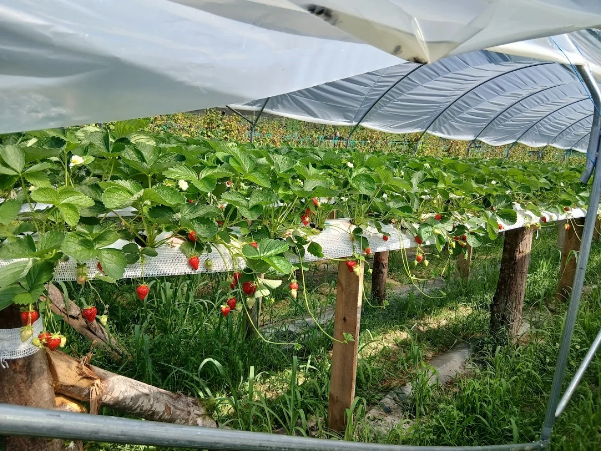 Gredice poduprte materijalom sa imanja/