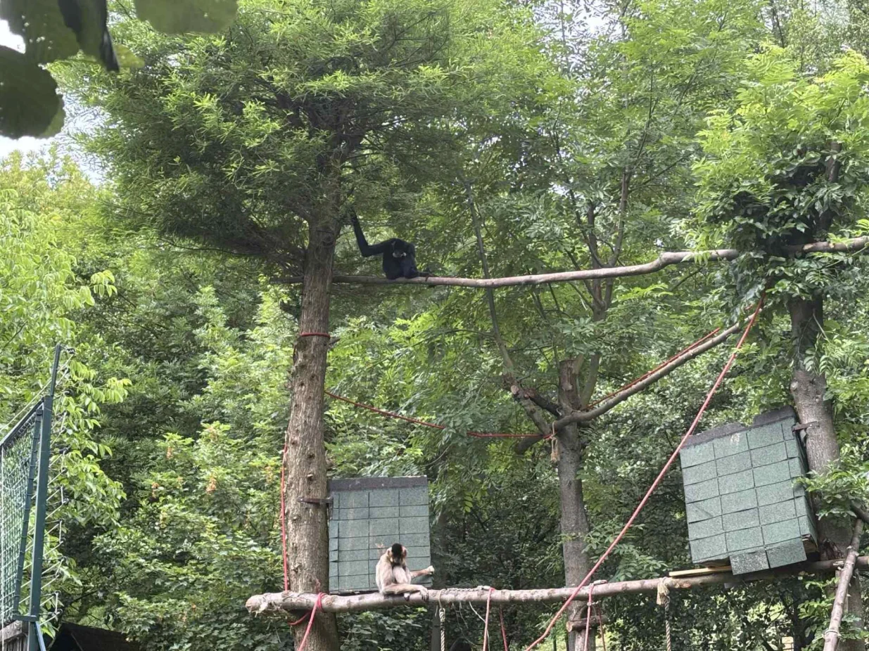 Par Gibona u Pionirskoj dolini/