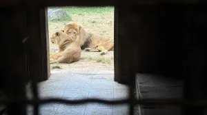 Lavovi u Pionirskoj/