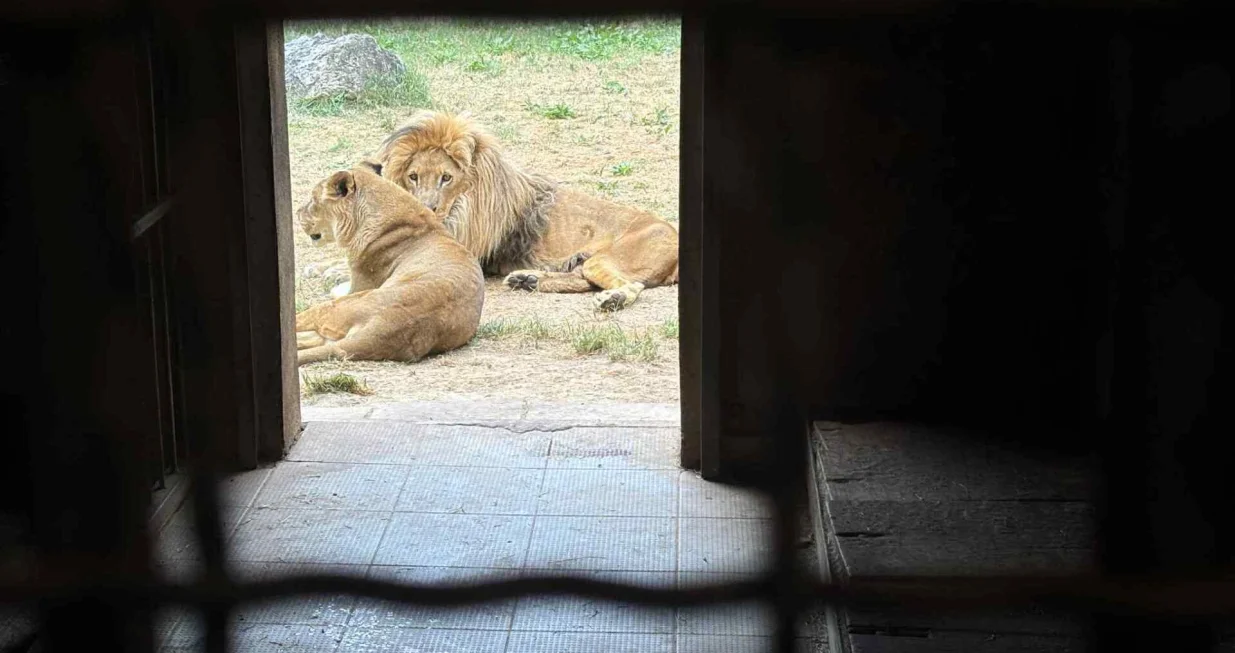 Lavovi u Pionirskoj/