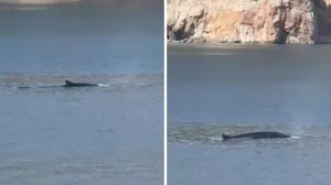 Kitovi u Jadranu/Razglednica Grada