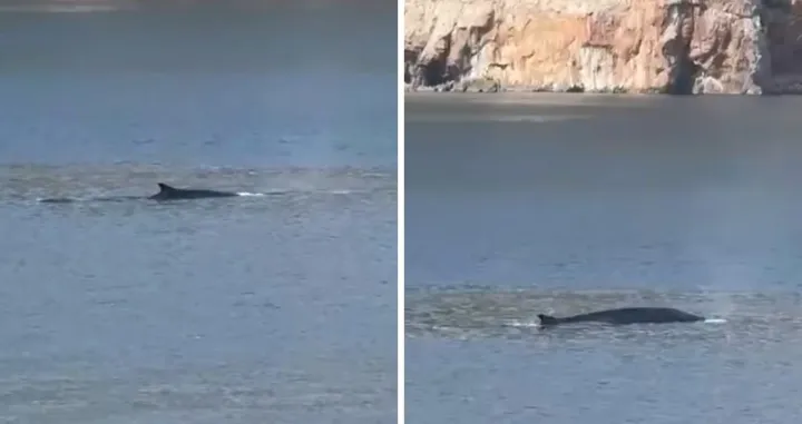 Kitovi u Jadranu/Razglednica Grada