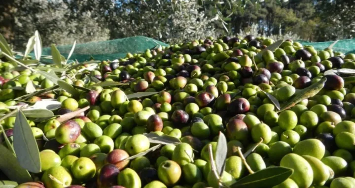 masline ulje maslinovo ulje/