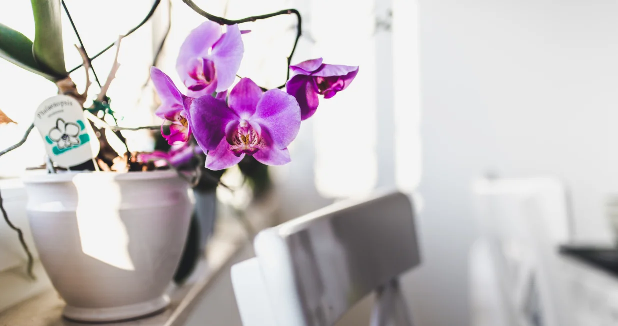 Otkriveno idealno mjesto za orhideju/Free Pik