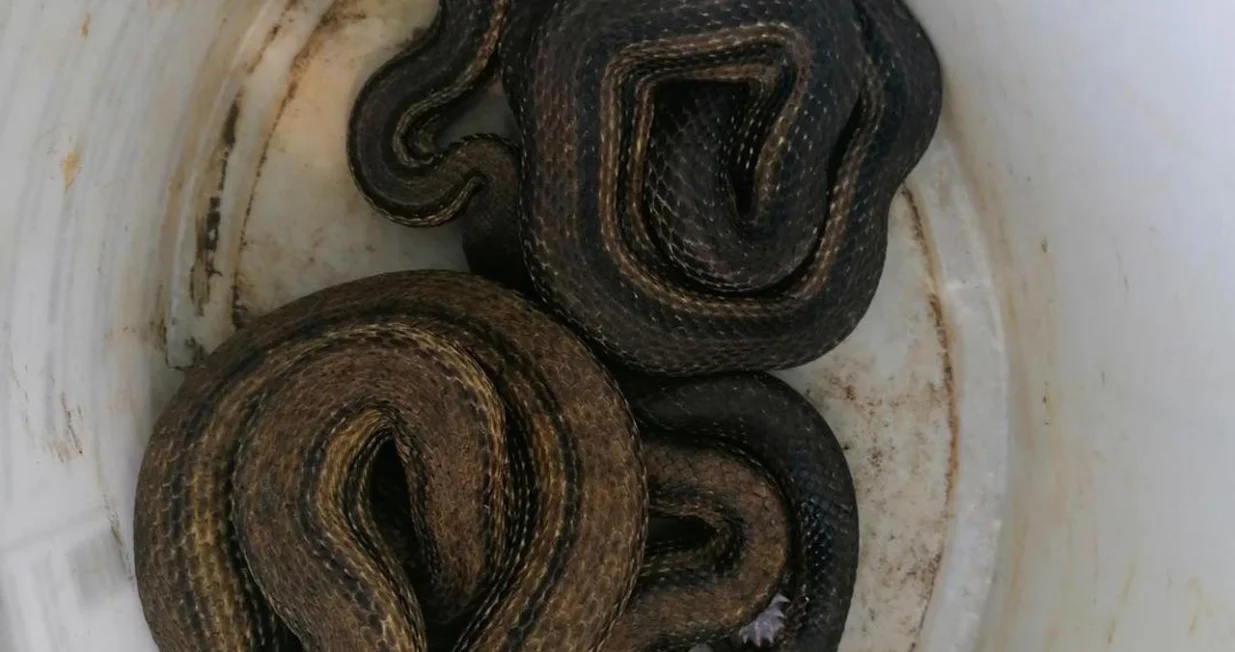 Zmije u Puli/PVJ Pula/