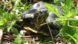 Ilustracija/ Wiki Commons/