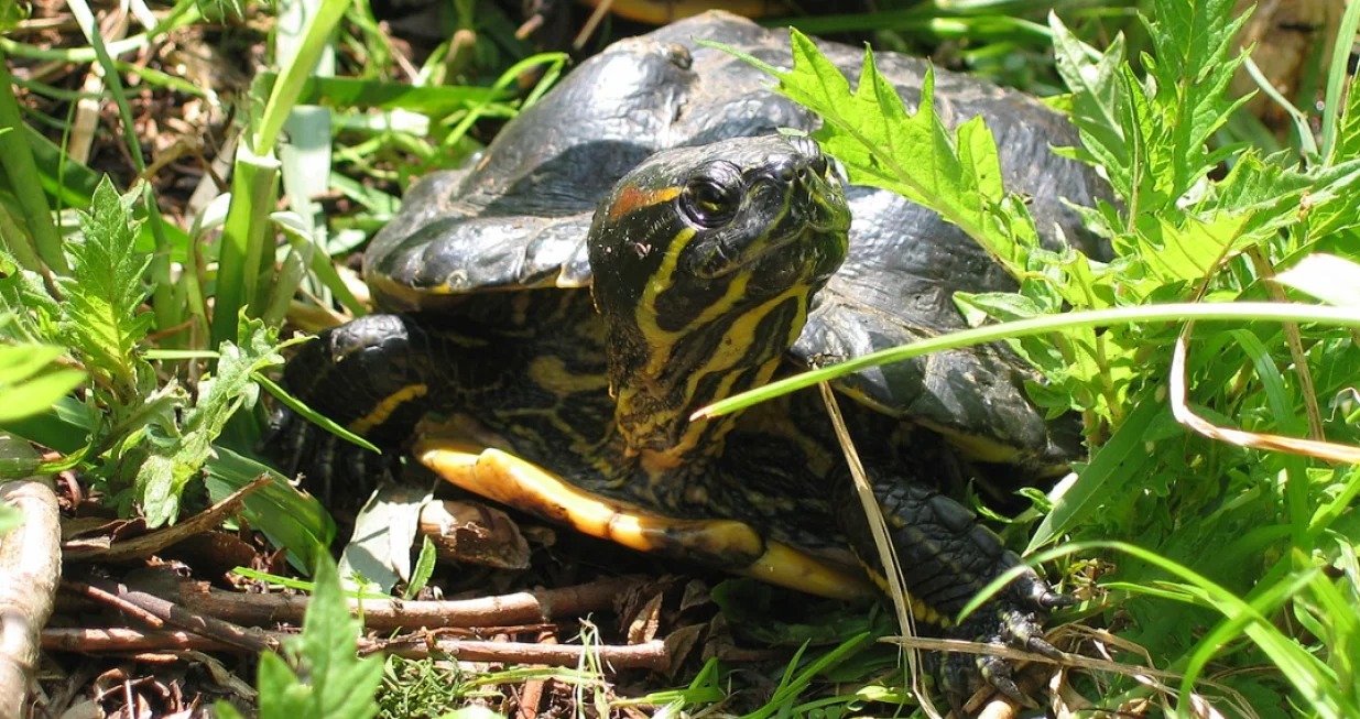 Ilustracija/ Wiki Commons/