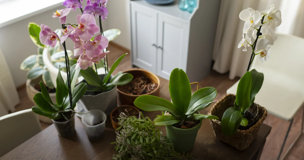 Biljke koje rashlađuju prostoriju bolje nego ventilator/Free Pik