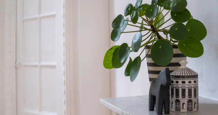 Ne traži nikakvu posebnu njegu/Free Pik