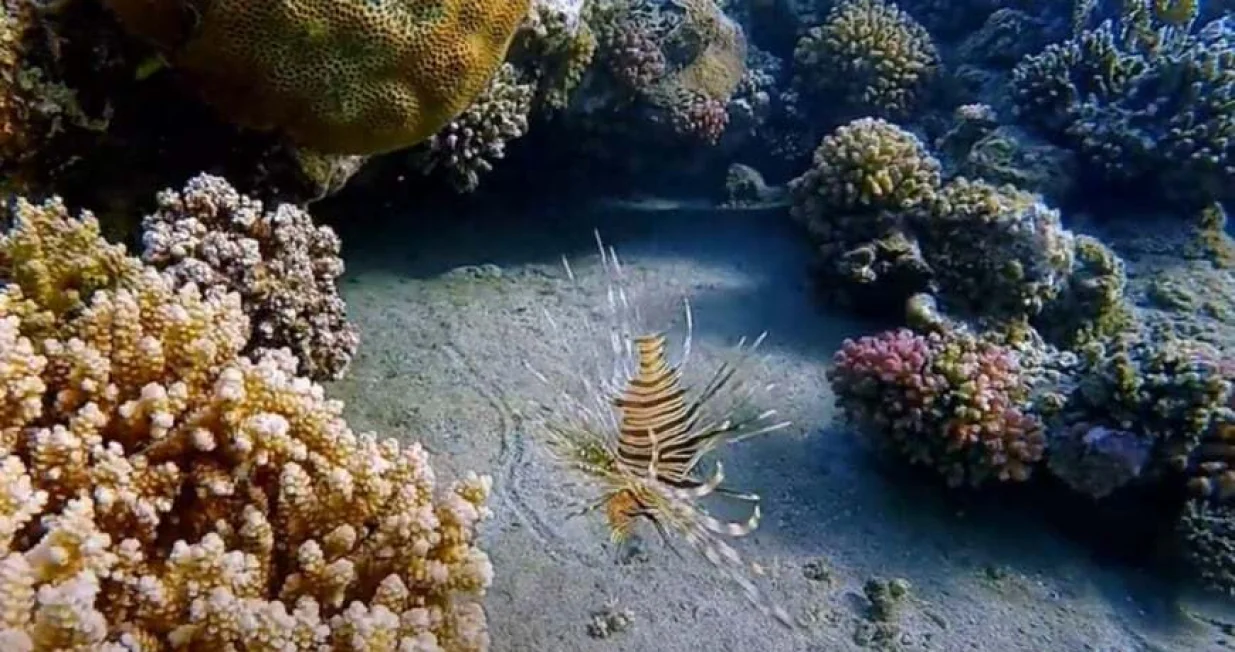 YouTube/ Screenshot/Yt