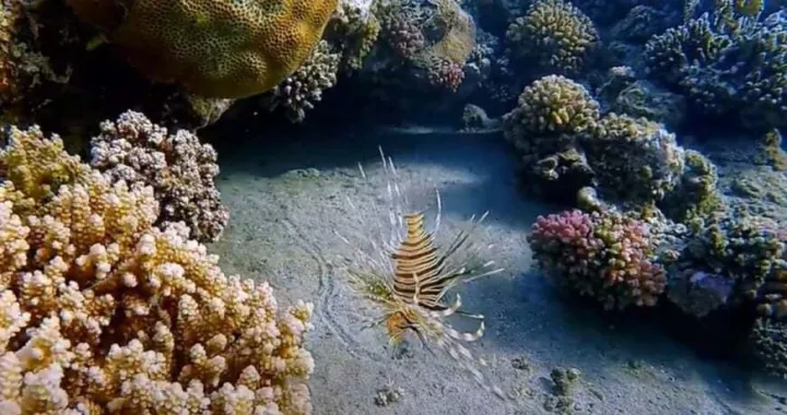 YouTube/ Screenshot/Yt