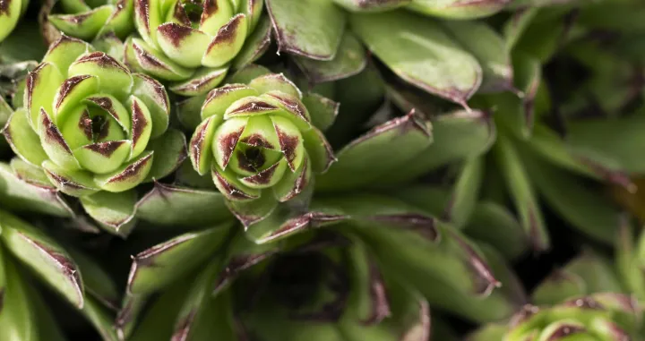 Jedan mali list, velika promjena/Free Pik