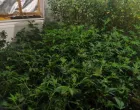 Akcija Black Widow; na području Ilidže pronađena kompletna indoor laboratorija za uzgoj i proizvodnju opojne droge marihuana, sa više od 300 stabljika//