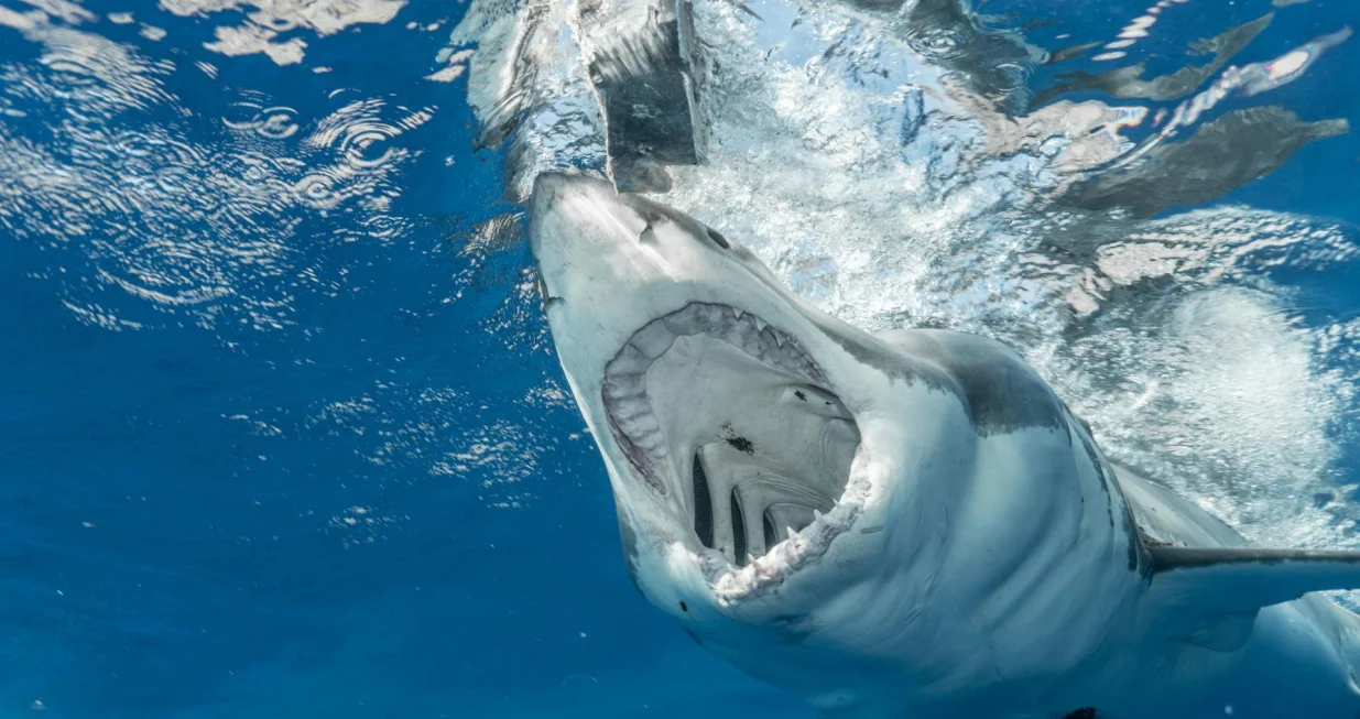 Ilustracija/ Pexels/