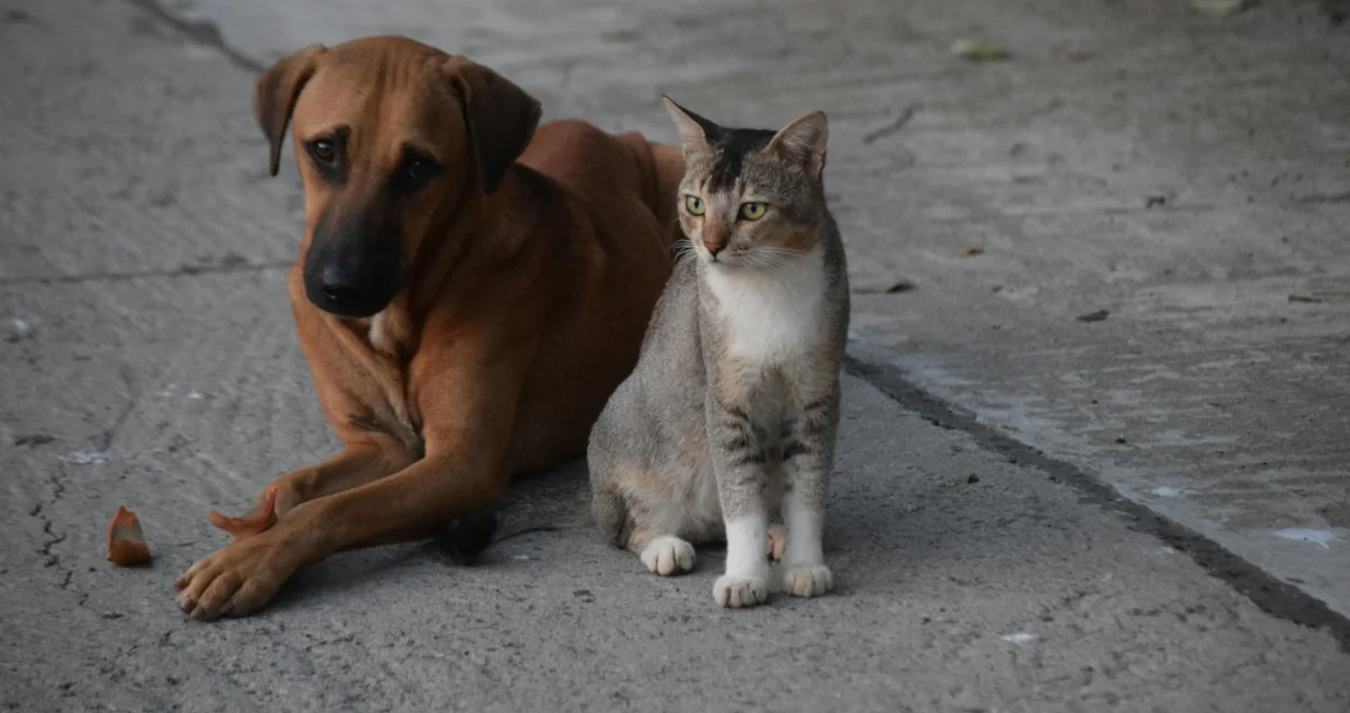 Ilustracija/ Pexels/