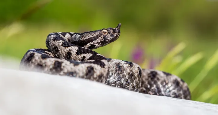 Otrovnica Poskok, fotografisao Aleksandar Simonić/